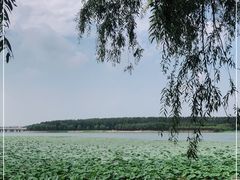 -丁香湖公园