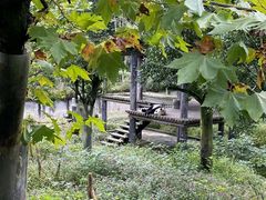 -中国大熊猫保护研究中心雅安碧峰峡基地