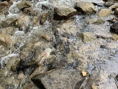 -白水寺森林公园