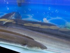 -伍棵煋炭烤自助料理·烤鳗鱼(浦东食品城店)