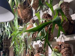 -自由生长植物工作室(深港花卉中心店)