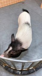 -Moni星球萌宠·小马宝莉·灵蛇·高端高阶全萌宠互动体验俱乐部(红豆国际广场店)