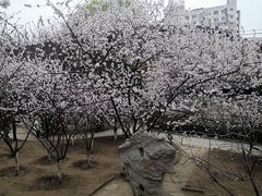 -桃花堤公园