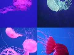 -海合安天津极地海洋公园