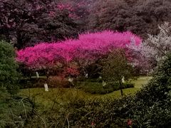 -杭州植物园