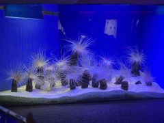 -上海海洋水族馆