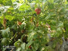 -万源龙顺度假庄园生态观光园