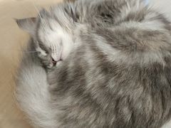 -楼上猫咖(罗湖店)
