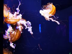 -成都浩海立方海洋公园