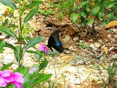 -南宁良凤江国家森林公园