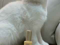 -飞行喵MR PILOT|猫舍·猫咖(静安大融城店)