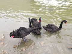 -天津东丽湖风景区