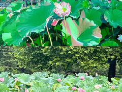 -洛阳市隋唐城遗址植物园
