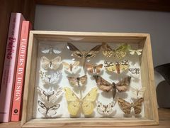 -自由生长植物工作室(深港花卉中心店)