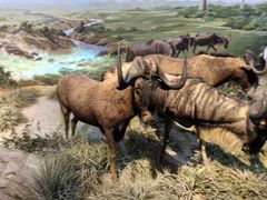 -陕西自然博物馆