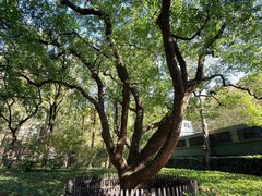 -徐家汇源景区-衡山公园