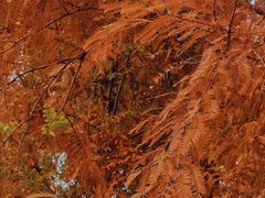 -白鹭湾湿地公园