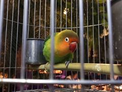 -九尊食上(生态园林酒店)