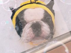 -Oh My Dog宠物沙龙(伊珊娜皮毛护理店)