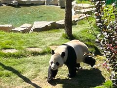 -西霞口神雕山野生动物世界