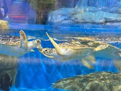 -欢乐海岸海洋奇梦馆