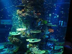 -瑞普利水族馆