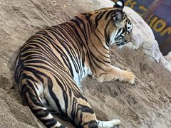 -清迈夜间动物园