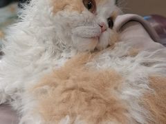 -伟伟宠物医院·瑞派猫友好医院·猫科(光谷店)