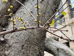 -周渝食惦酸菜鱼(青浦店)