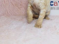 -十年猫舍·猫咪专门店(普陀店)
