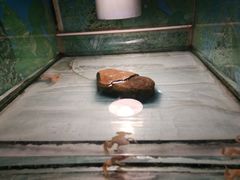 -上海大自然野生昆虫馆(东方明珠·爬宠昆虫探索中心)