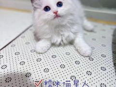 -糯米喵星人总部直营旗舰店·猫舍·幼猫出售