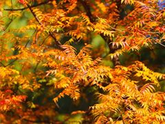 -龙口南山旅游景区