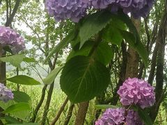 -西湖风景区-江洋畈生态公园