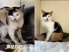 -哆趣宠物医院·眼科·内镜·急重症转诊中心(上海店)