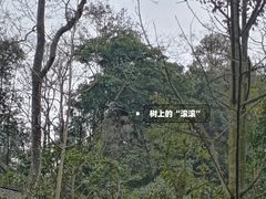 -碧峰峡风景区