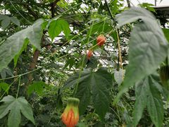 -南宫五洲植物乐园