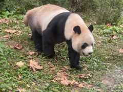 -黔灵山公园