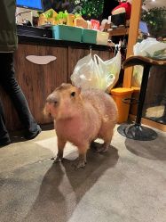 -造物庄园 萌宠纪(苏州湾歌林公园店)