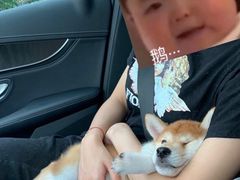 -翊宠yipet猫狗购宠庄园犬舍•猫舍