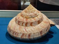 -青岛贝壳博物馆