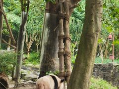 -都江堰中华大熊猫苑
