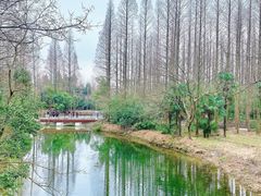 -东平国家森林公园