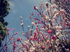 -南汇桃花村