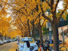 -三里屯东五街银杏大道