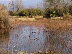 -西昌邛海湿地