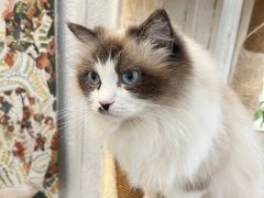 -共舞时光猫咖·狗咖(新街口店)