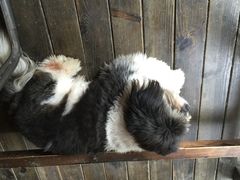 山色西餐厅-山色柴火烤披萨·原切牛扒