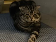 -Catmate·猫肥家润(金润铂宫店)