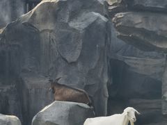-武汉动物园